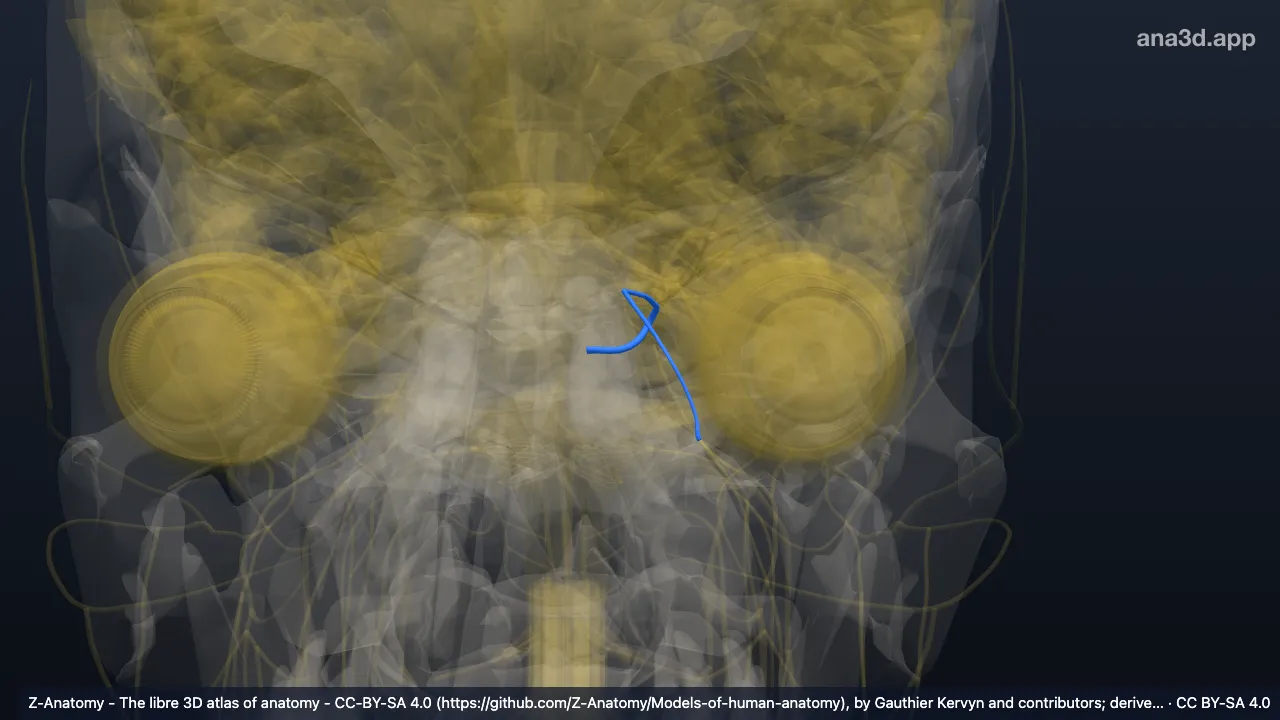 3D model: left trigeminal nerve (V)