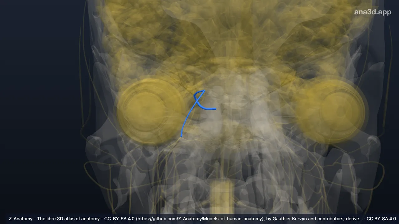 3D model: right trigeminal nerve (V)