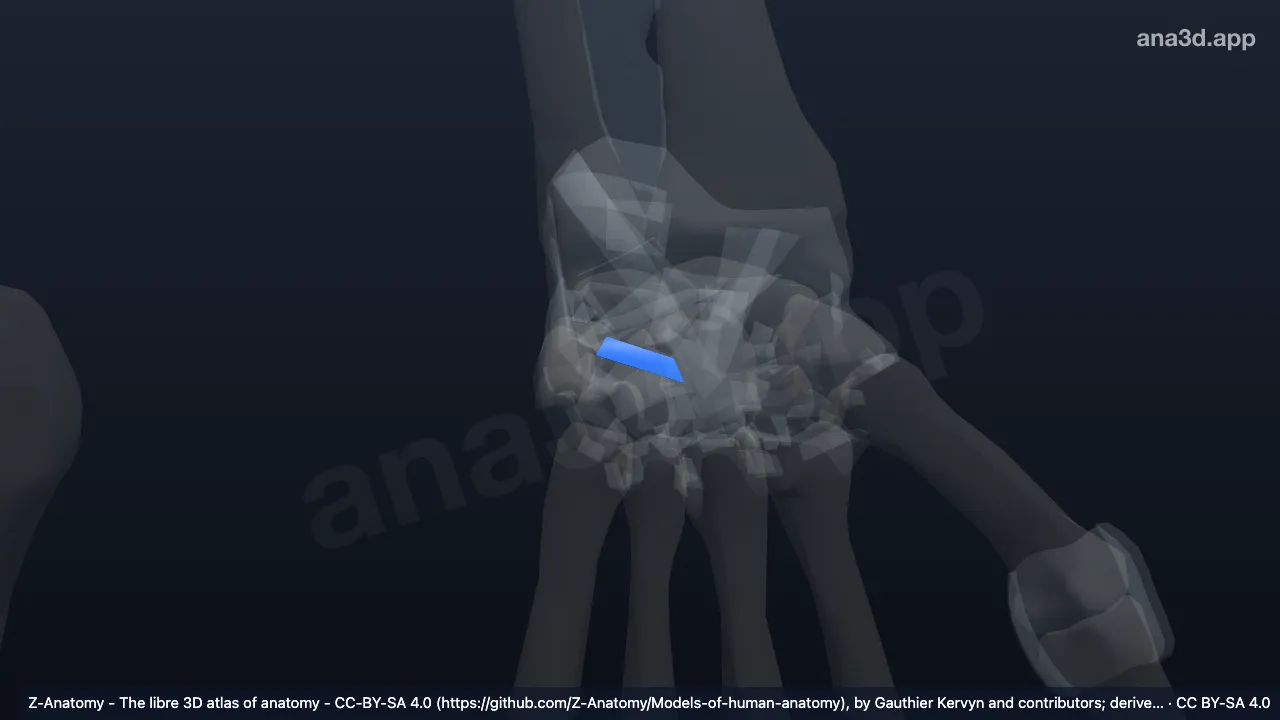 Modelo 3D: Ligamento triquetrocapitado esquerdo