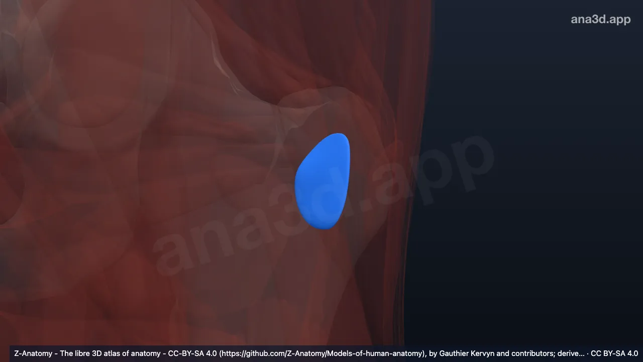Modèle 3D : Bourse trochantérique du muscle grand fessier gauche
