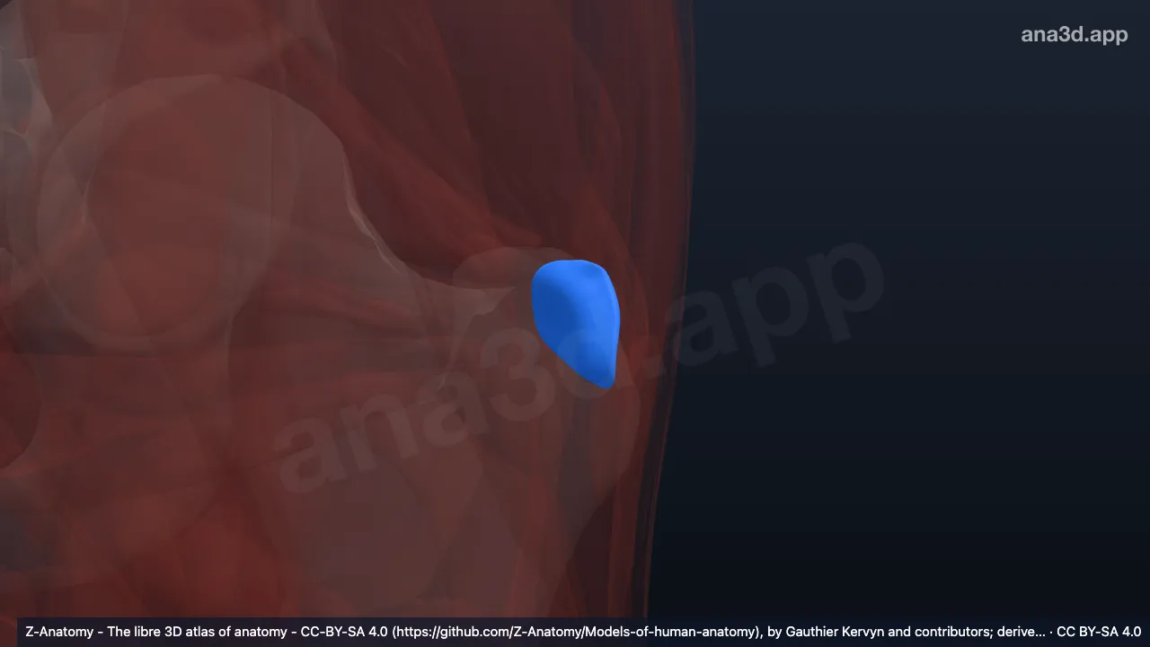 Modèle 3D : Bourse trochantérique du muscle moyen fessier gauche