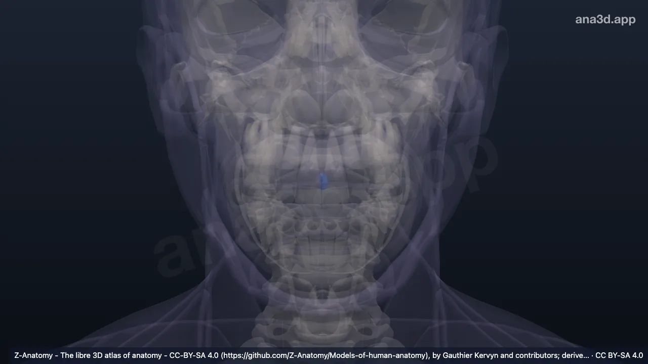 Mô hình 3D: Củ môi trên trái
