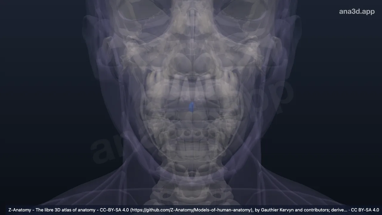 3D 模型：右上唇结节