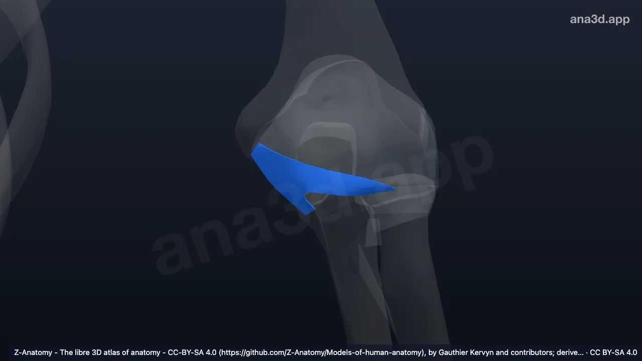 Modèle 3D : Ligament collatéral ulnaire gauche