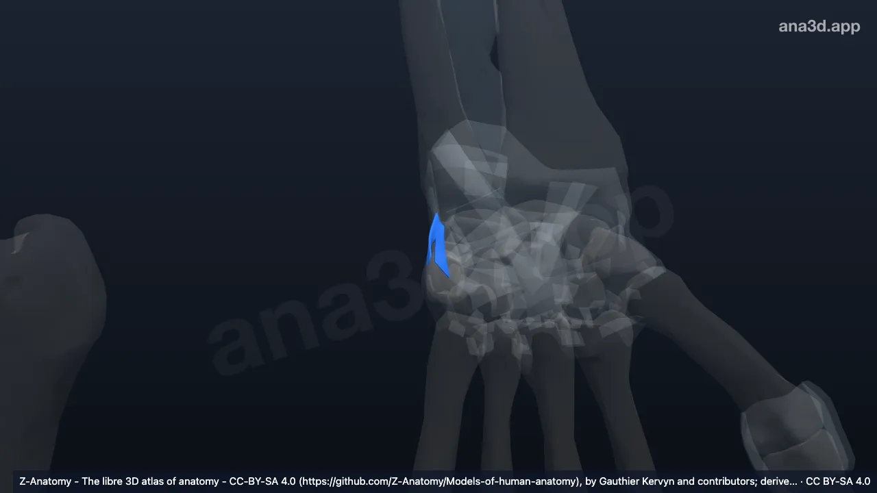 Modelo 3D: Ligamento colateral ulnar do carpo esquerdo