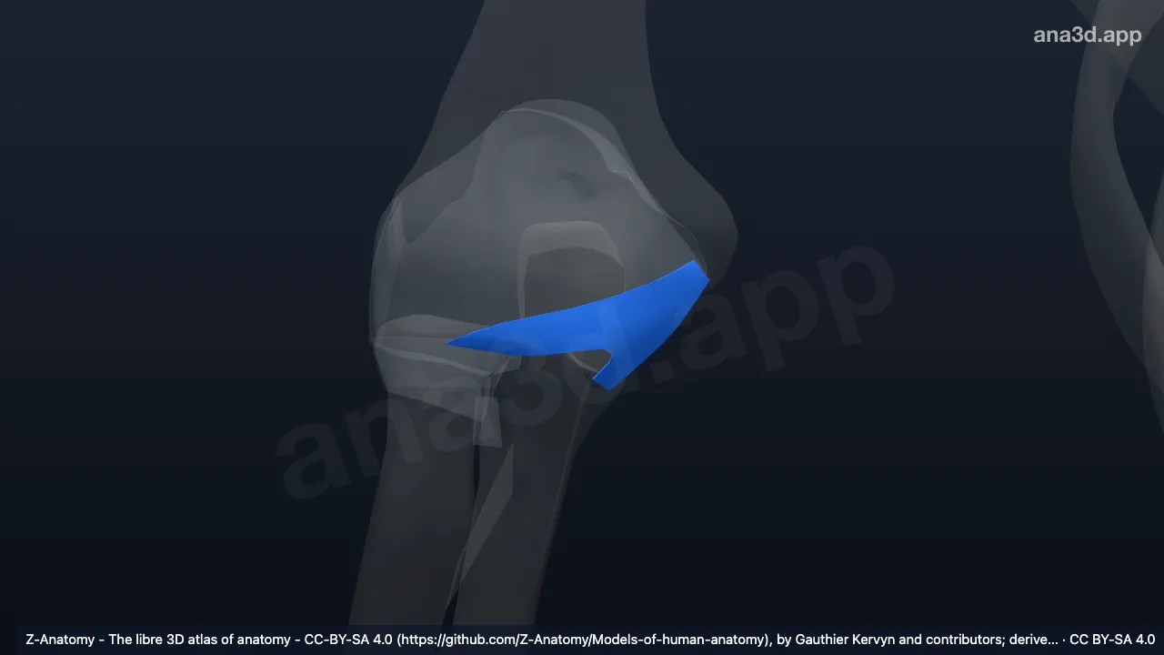 Modèle 3D : Ligament collatéral ulnaire droit