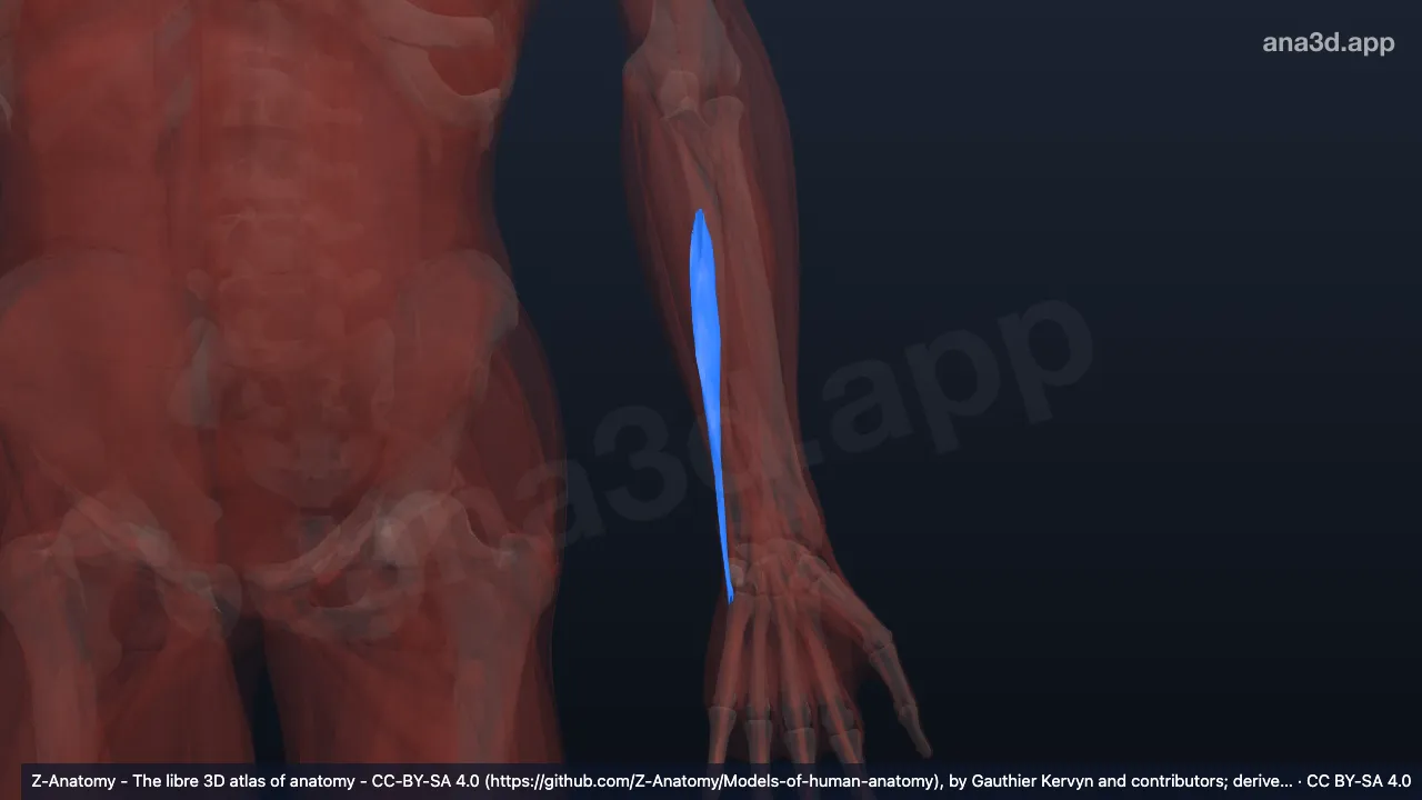 Modelo 3D: Cabeça ulnar do extensor ulnar do carpo esquerdo