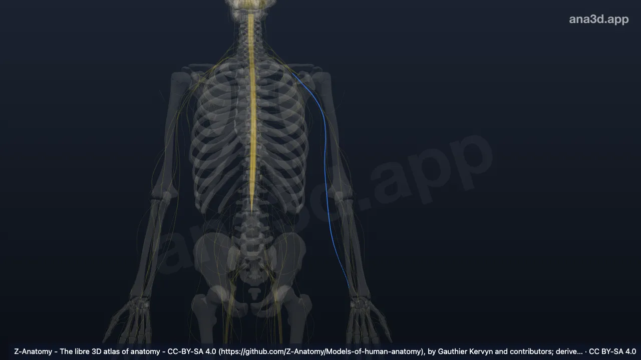 Modelo 3D: Nervo ulnar esquerdo