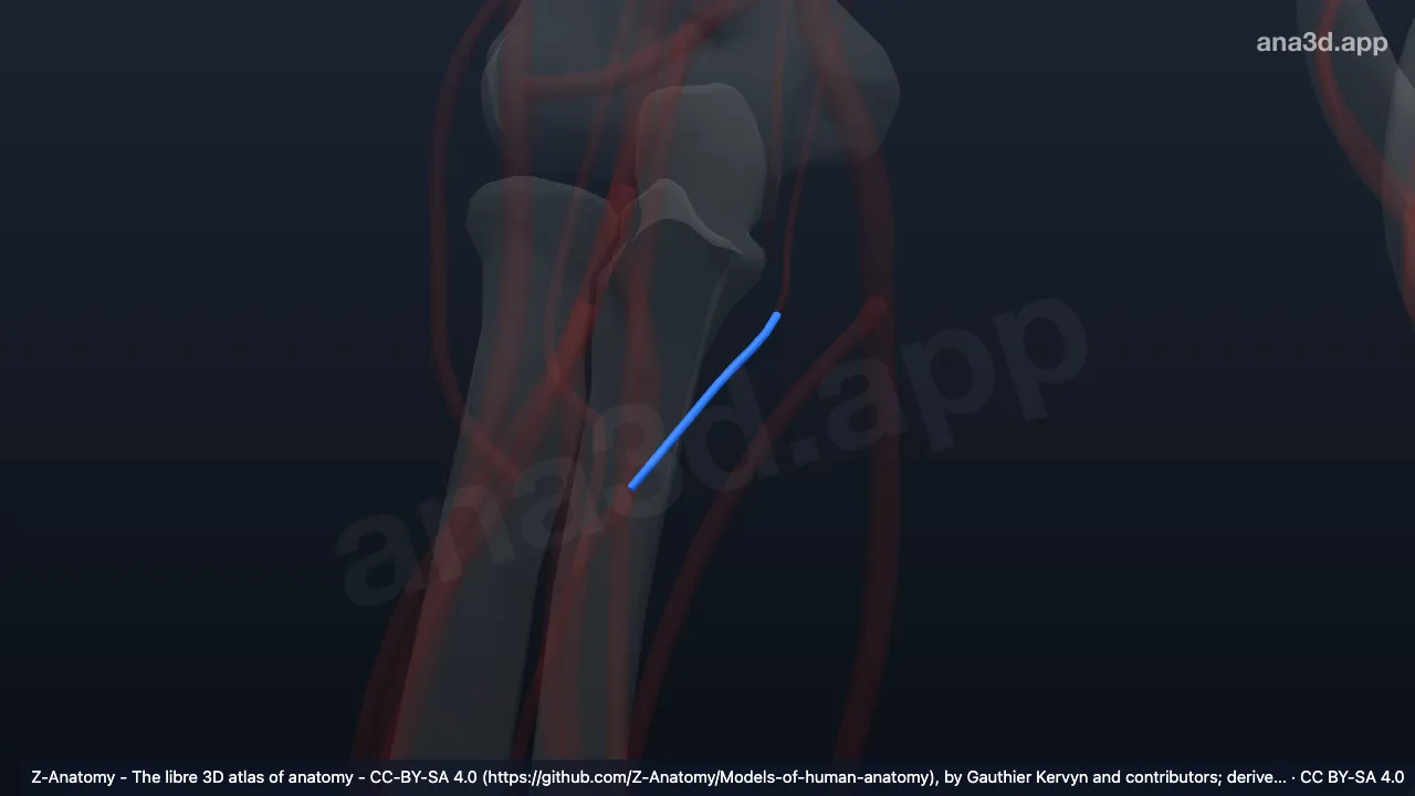 3D 模型：右尺侧返动脉