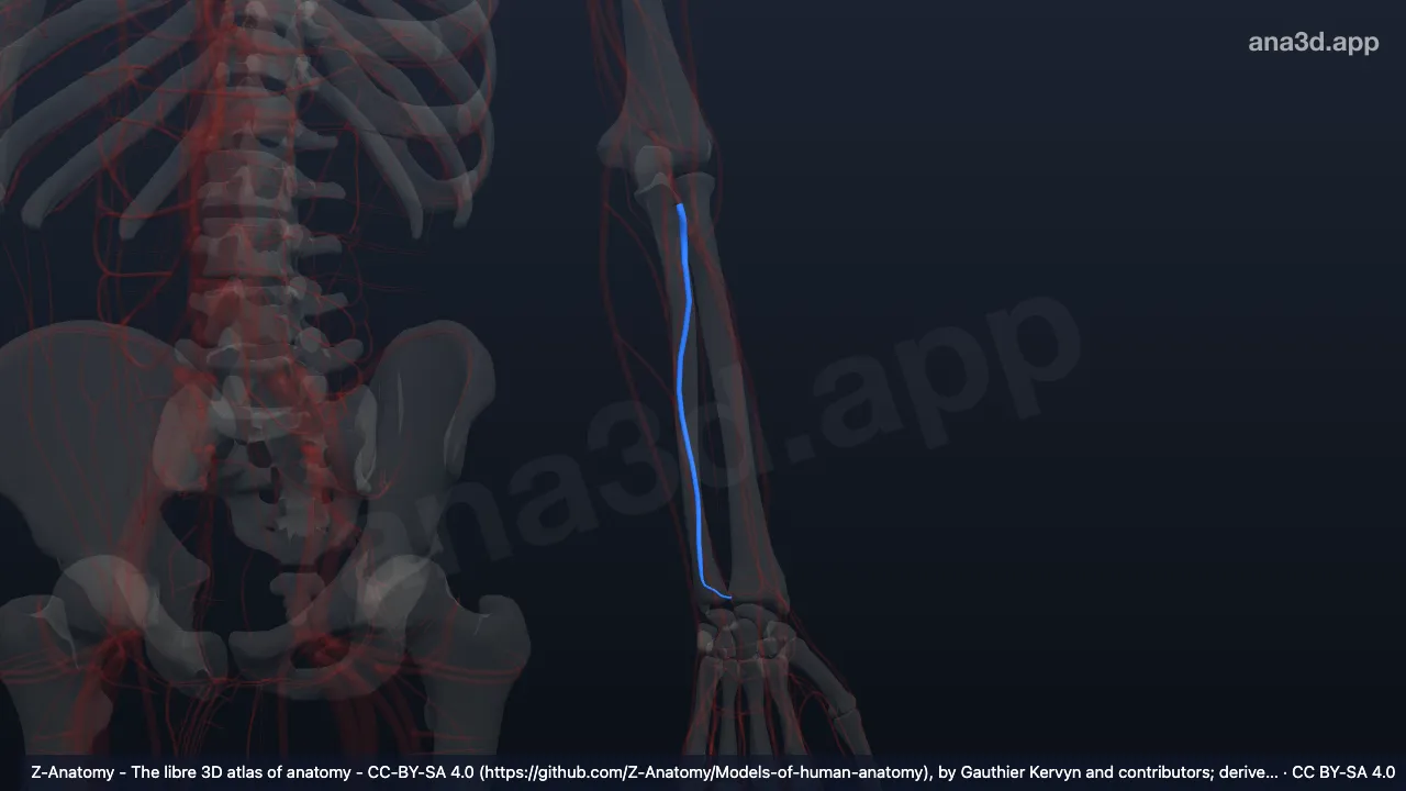 3D model: left ulnar veins