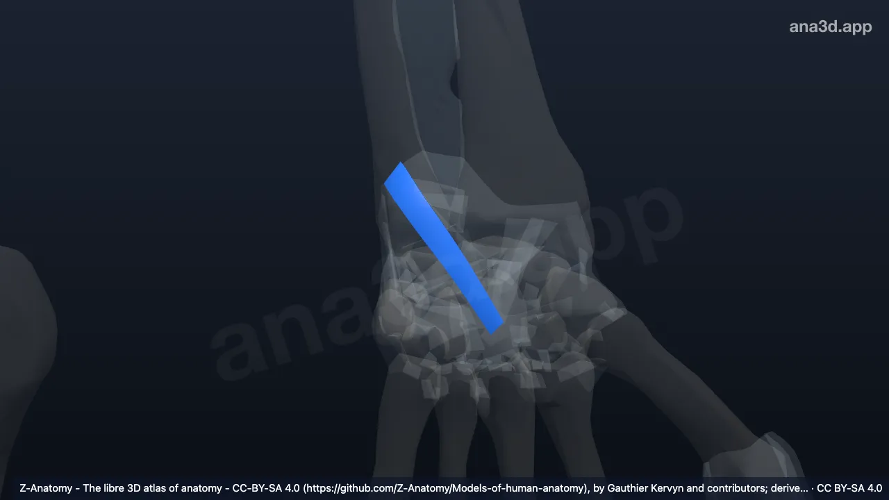 Modelo 3D: Ligamento ulnocapitato esquerdo