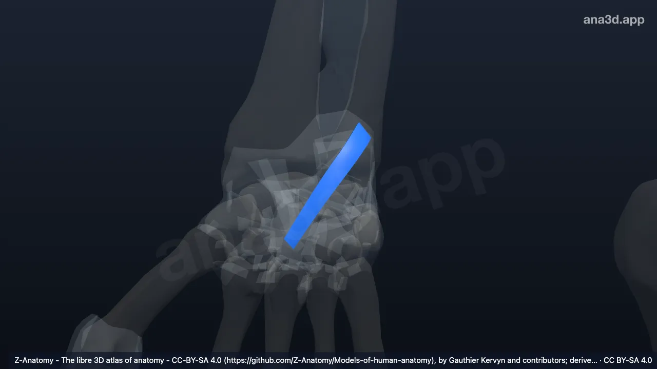 Modèle 3D : Ligament ulnocapitatum droit