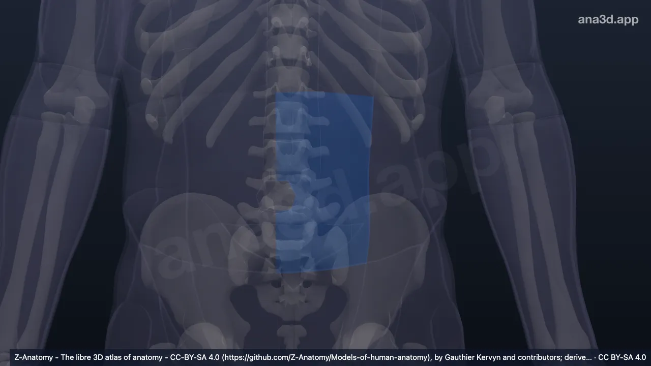 Modelo 3D: Región umbilical izquierda