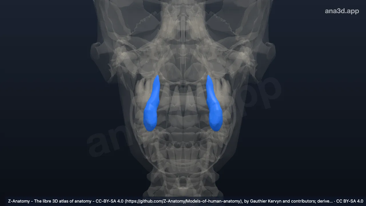 3D-Modell: Oberer Eckzahn