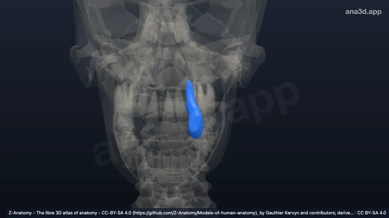 Modelo 3D: Diente canino superior izquierdo