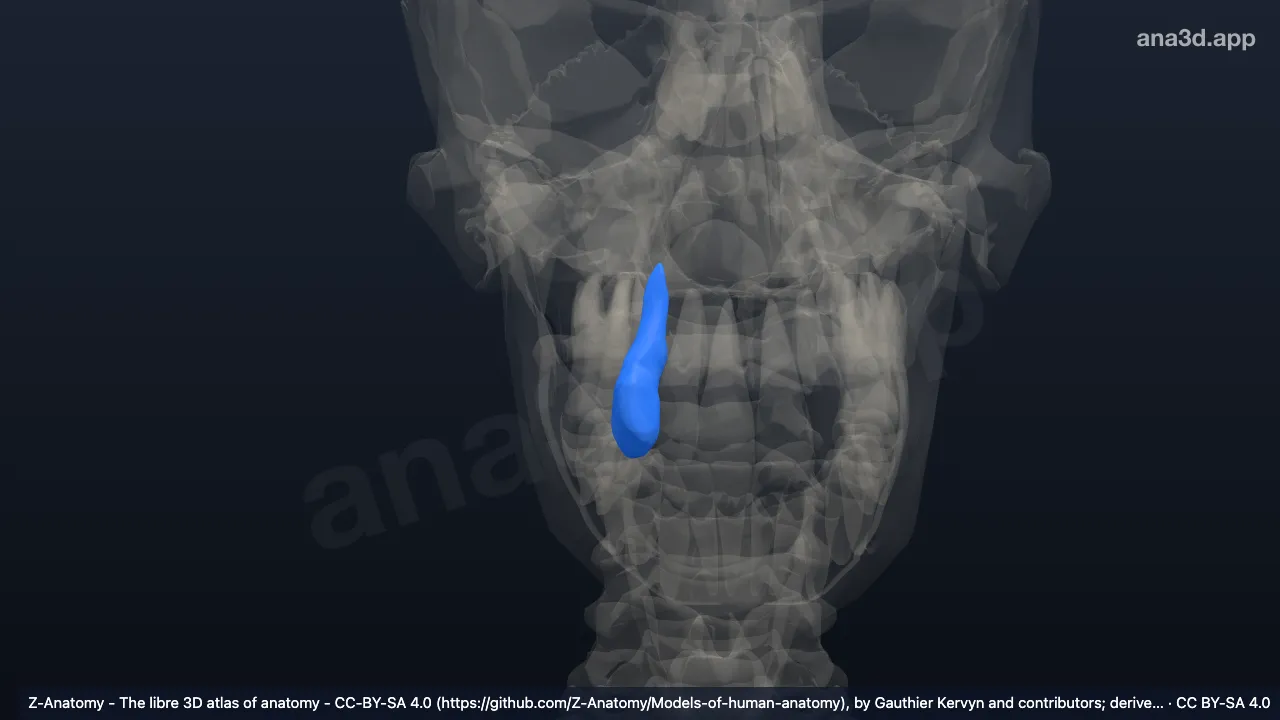 Modelo 3D: Diente canino superior derecho