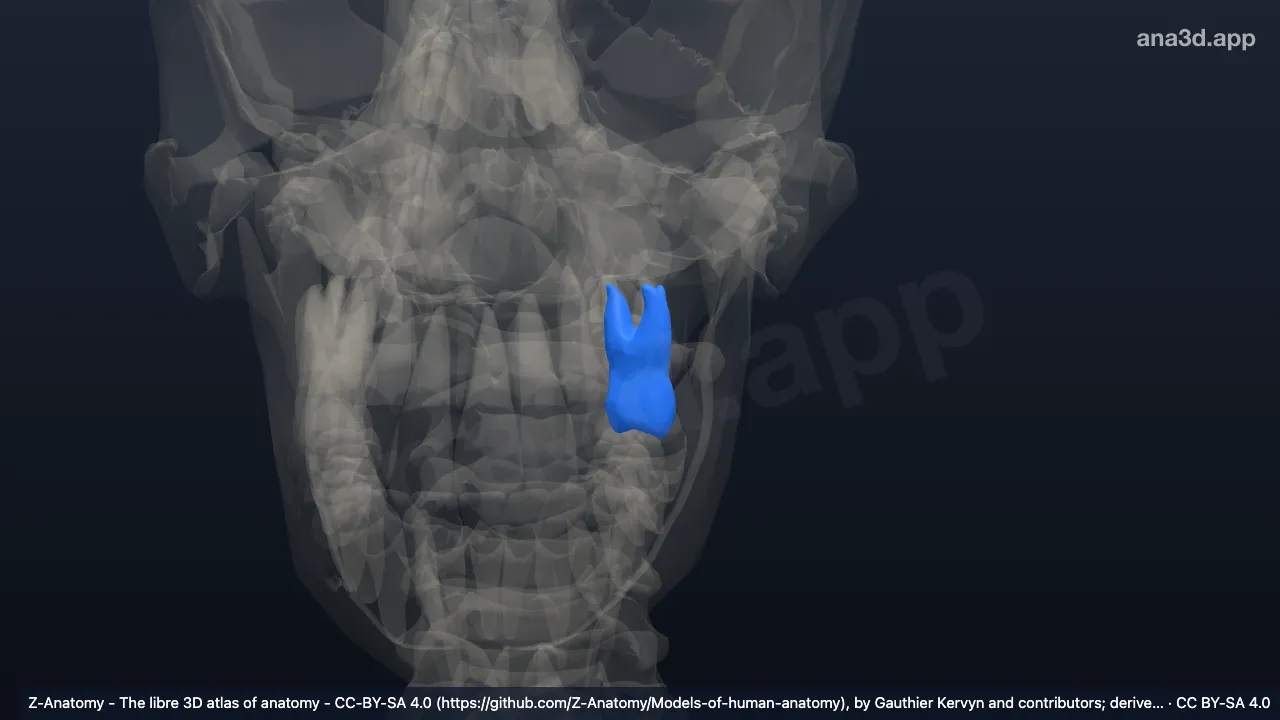 Modelo 3D: Diente primer molar superior izquierdo
