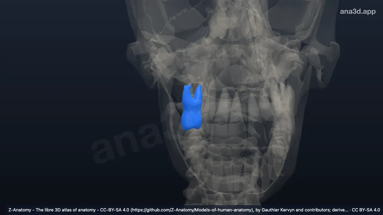 Modelo 3D: Diente primer molar superior derecho