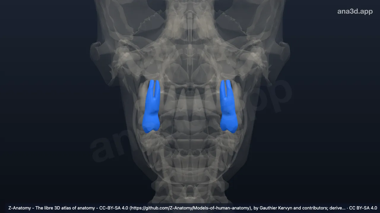 Modelo 3D: Diente primer premolar superior