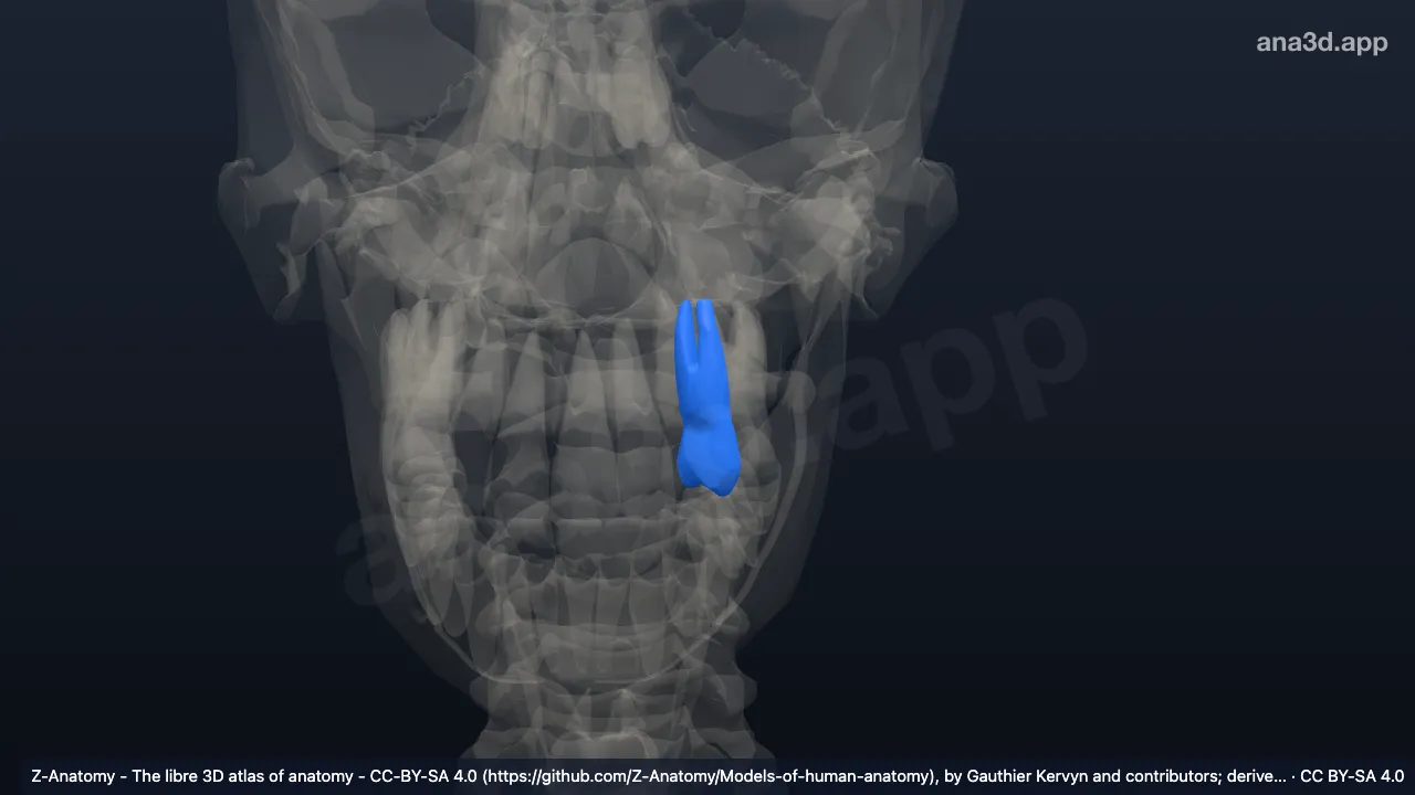 3D-Modell: Linker oberer erster Prämolar