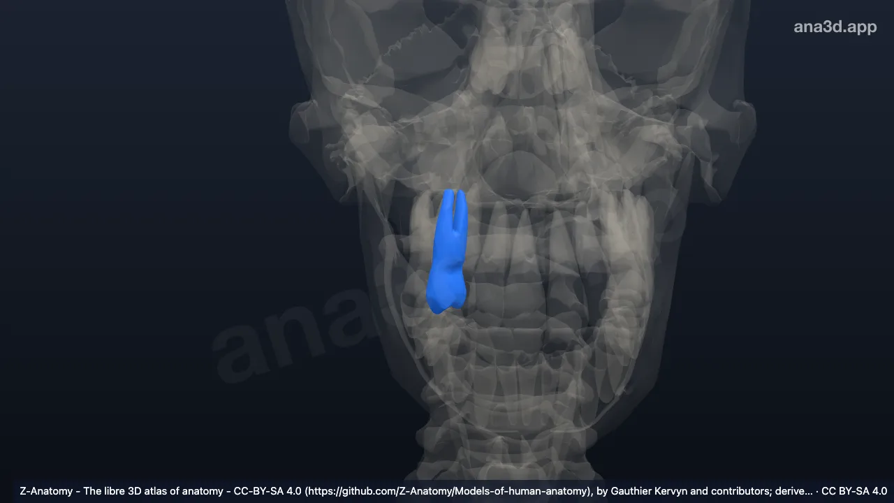 Modelo 3D: Diente primer premolar superior derecho