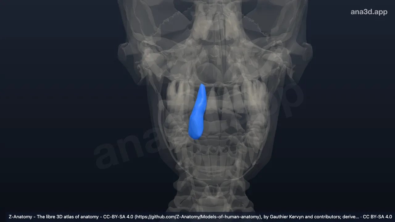 3D 模型：右上颌侧切牙
