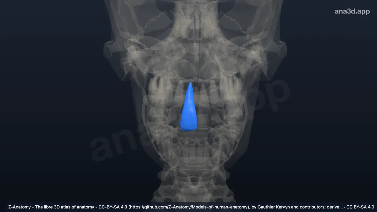 Modèle 3D : Dent incisive supéromédiale droite