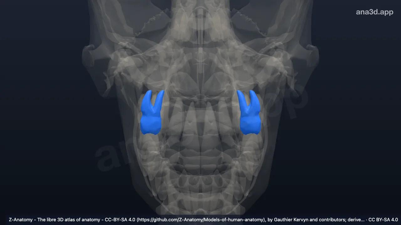 Model 3D: Gigi molar kedua atas