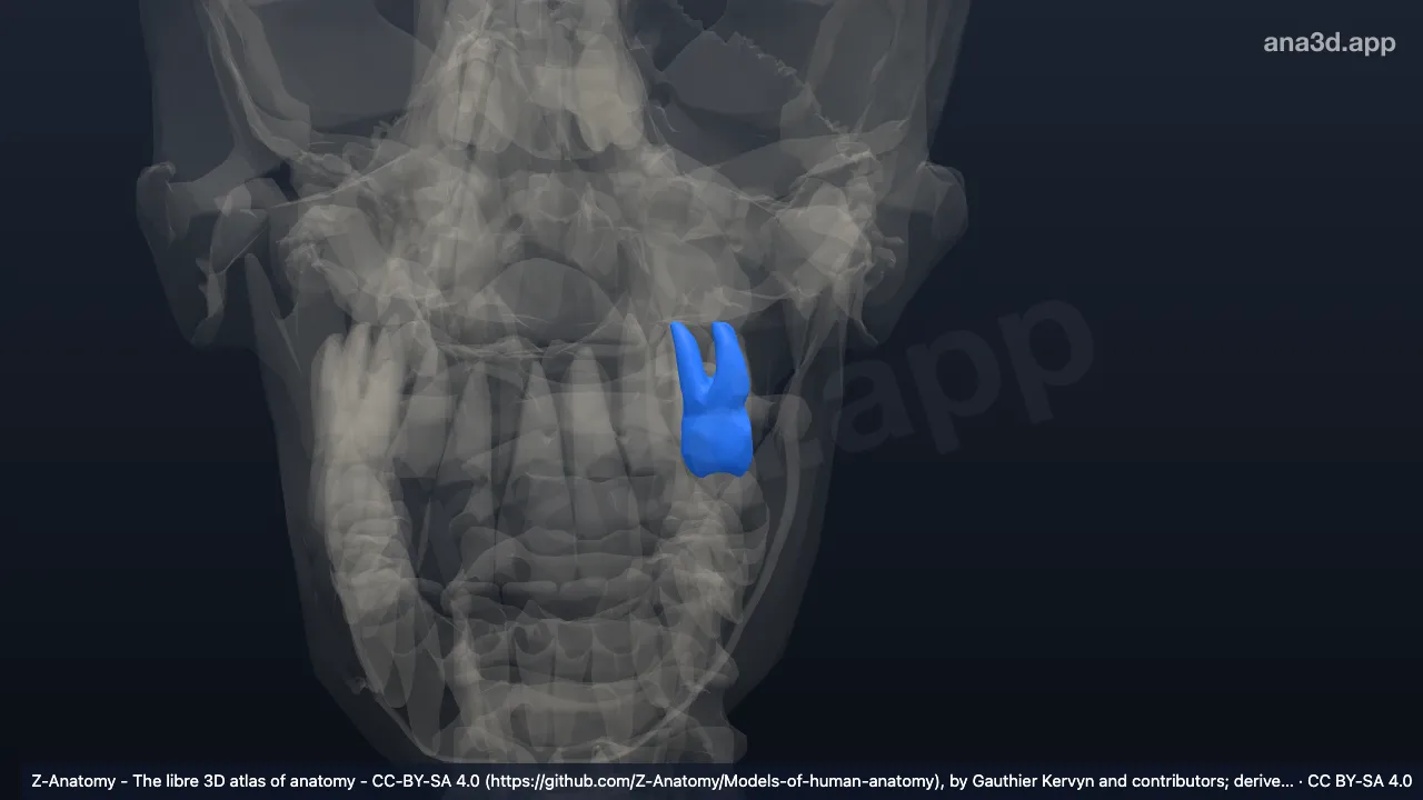 Model 3D: Gigi molar kedua atas kiri
