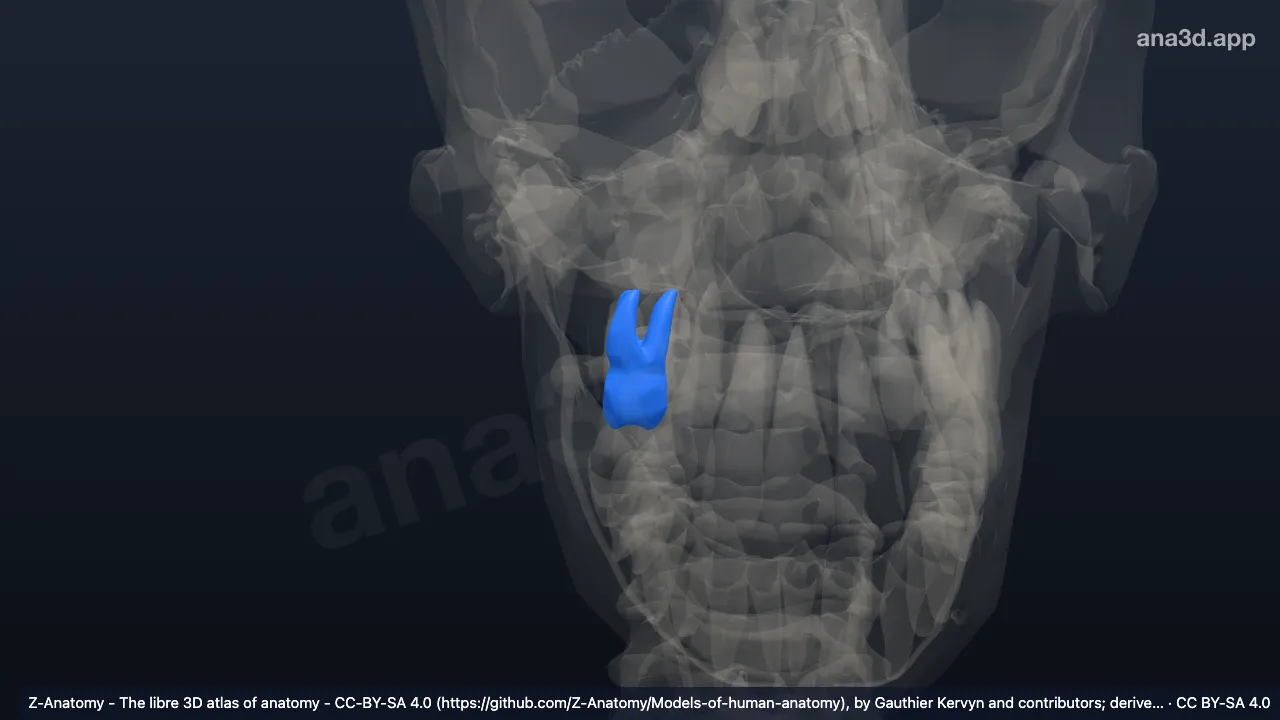 Model 3D: Gigi molar kedua atas kanan