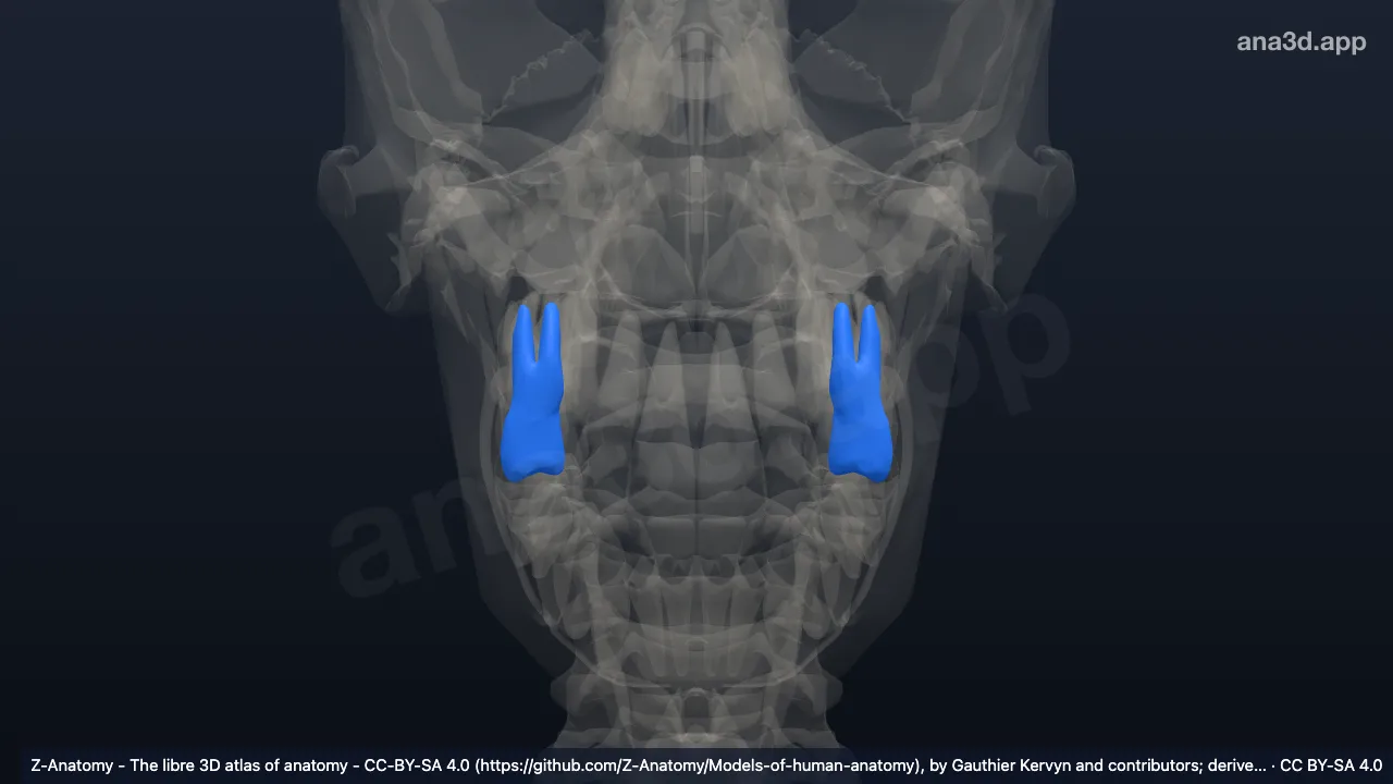 Model 3D: Gigi premolar kedua atas