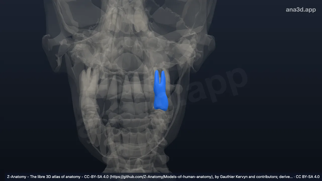3D model: left upper second premolar