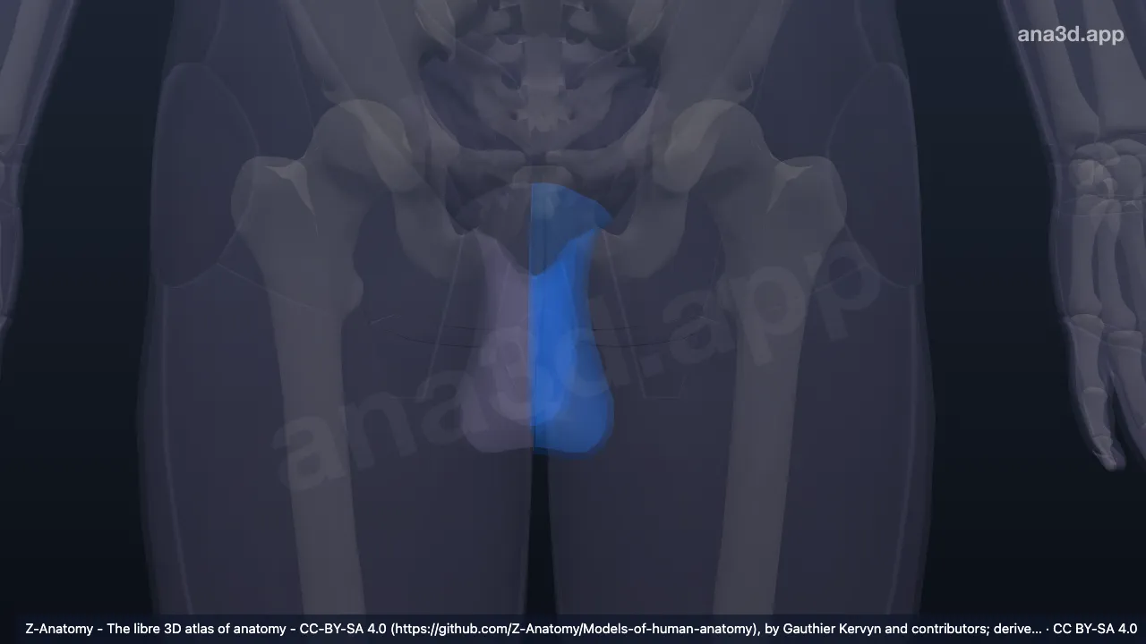 3D model: left urogenital region