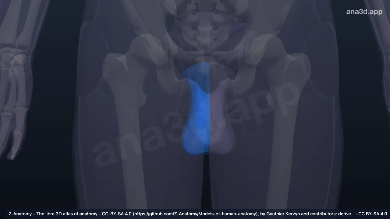 3D 模型：右尿生殖区