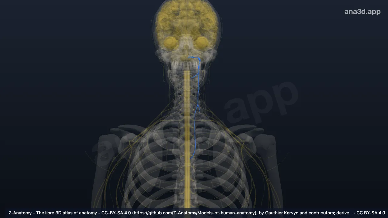 Model 3D: Saraf vagus kiri