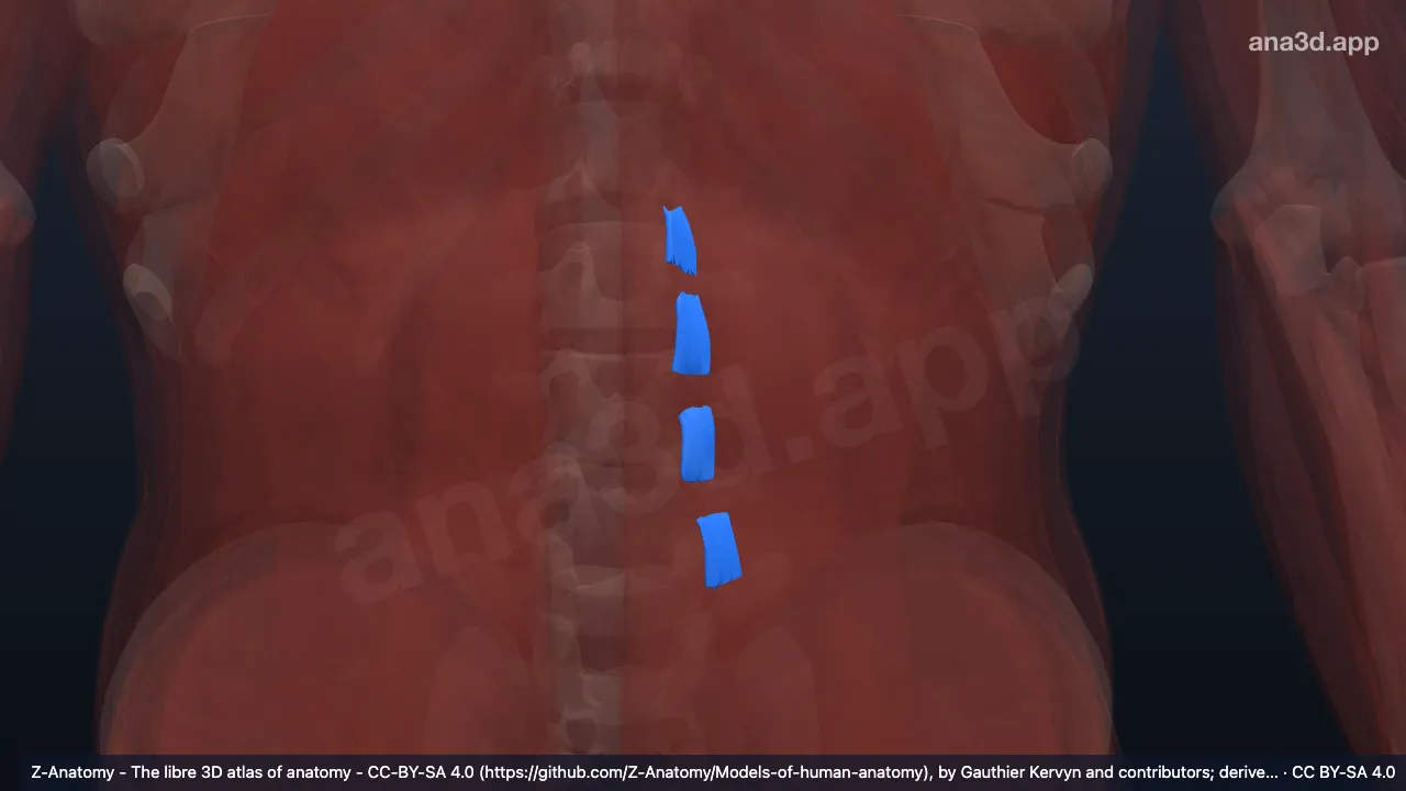 3D-Modell: Linke Partes ventrales musculorum intertransversariorum lateralium lumborum