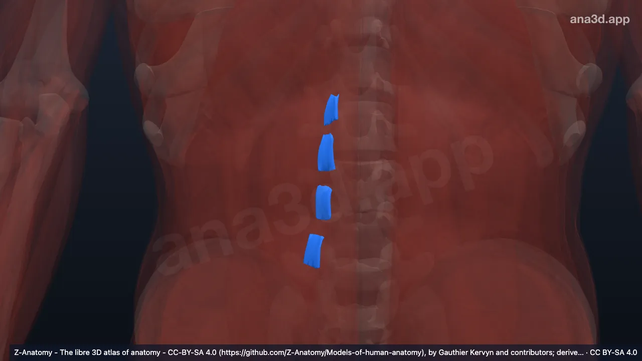 3D 模型：右腰外侧横突间肌腹侧部