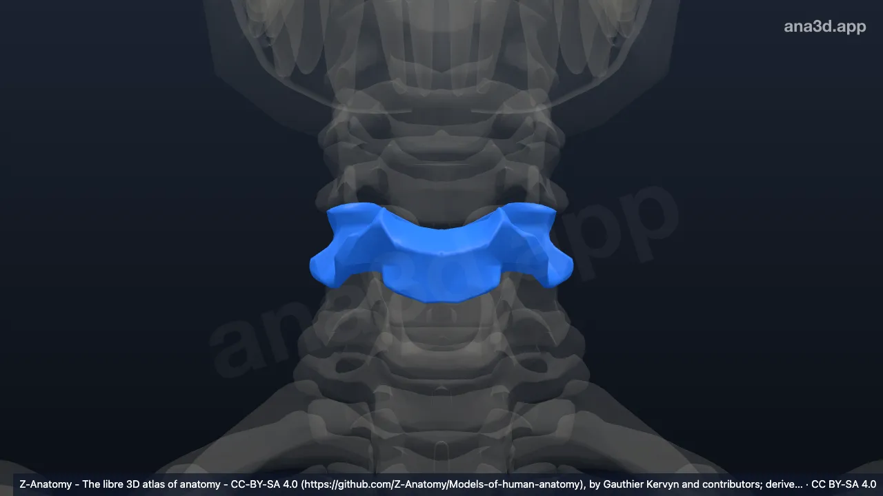 3D 모델: C5 척추뼈