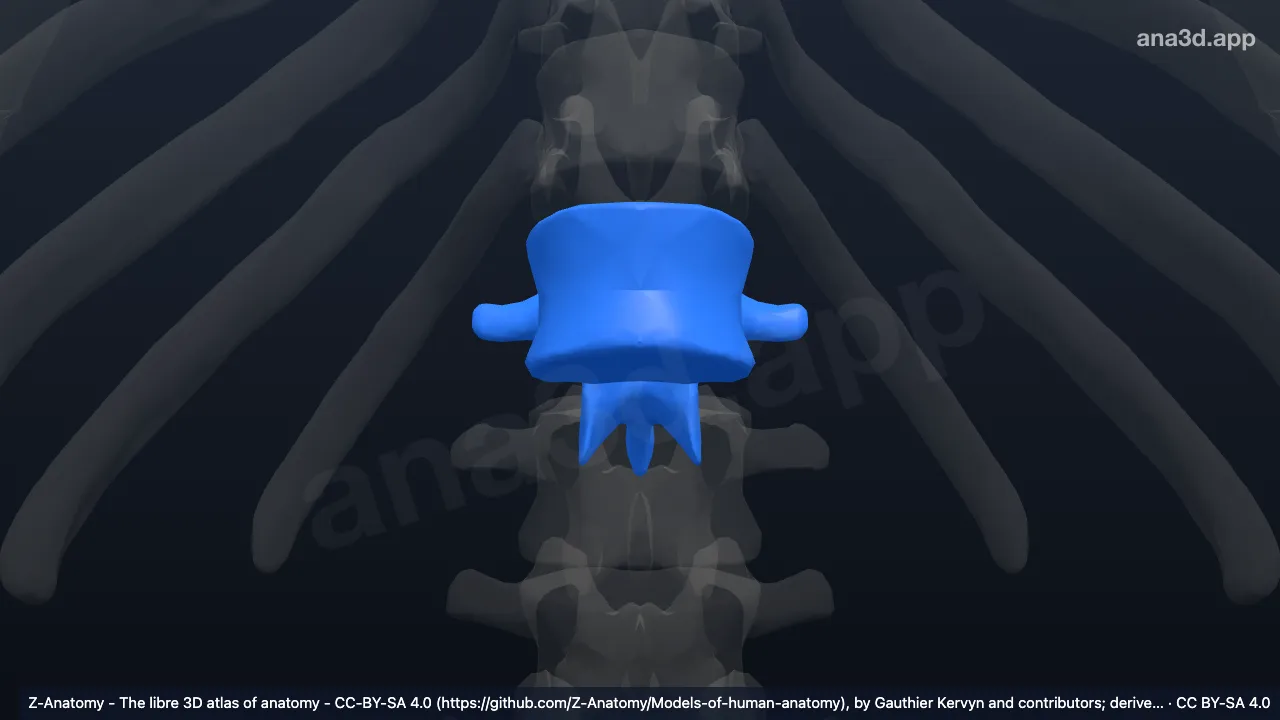 3D 모델: L1 척추뼈