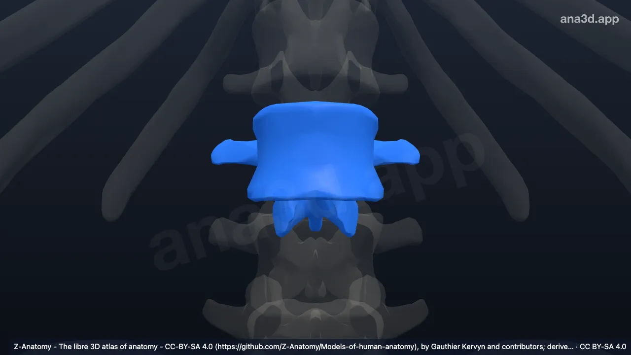 3D 모델: L2 척추뼈