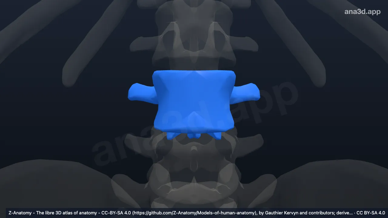 3D 모델: L3 척추뼈