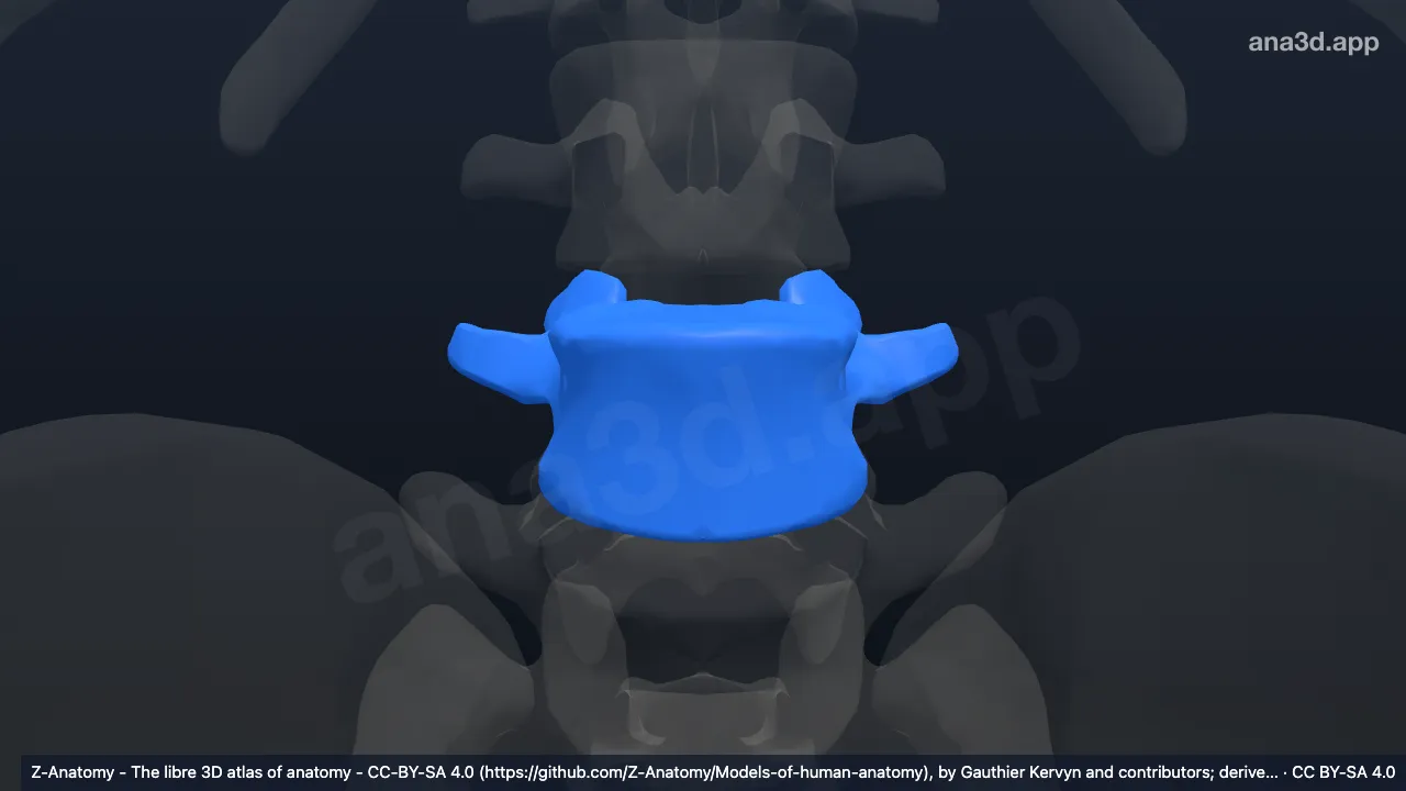 3D 모델: L4 척추뼈