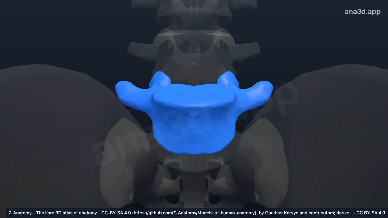 3D 모델: L5 척추뼈