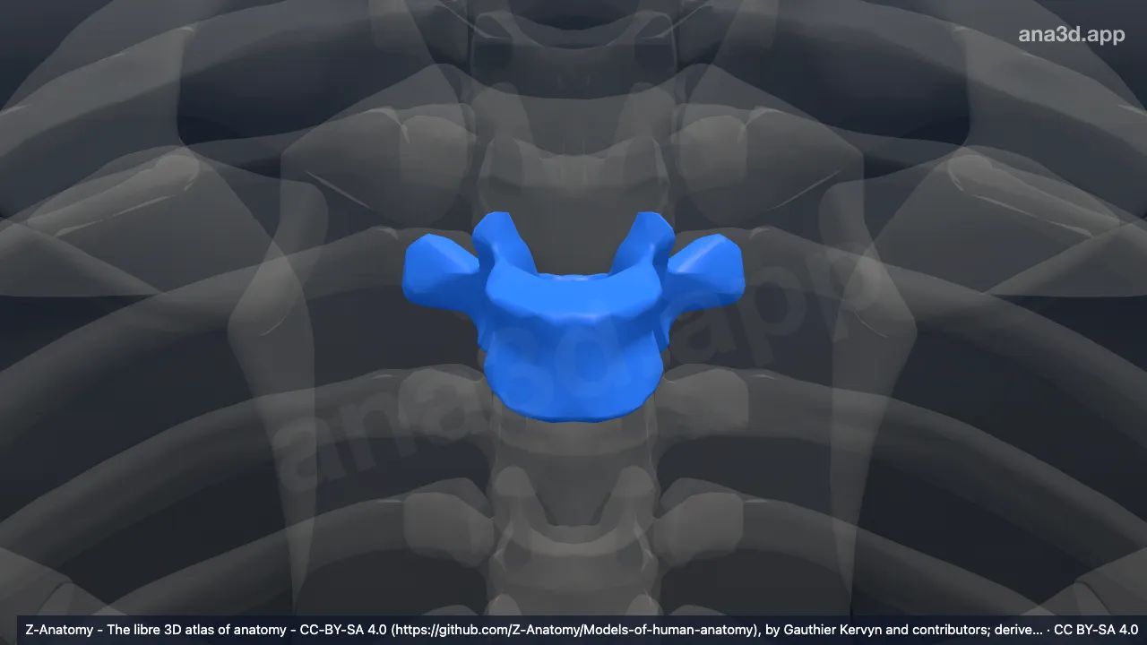 3D 모델: T4 척추뼈