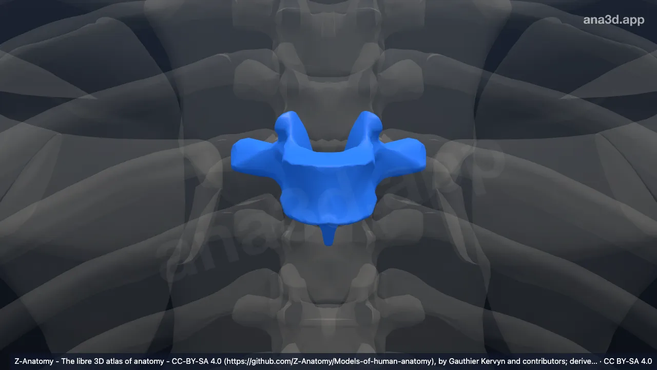 3D 모델: T5 척추뼈