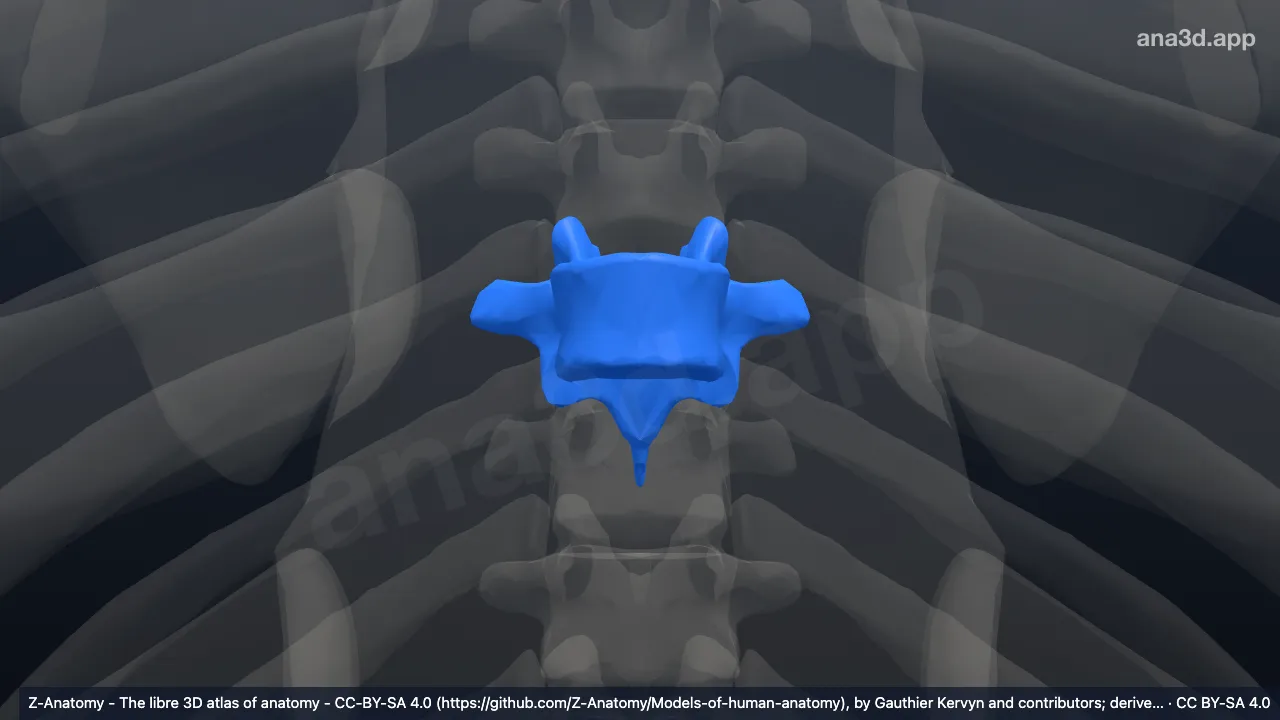 3D 모델: T7 척추뼈