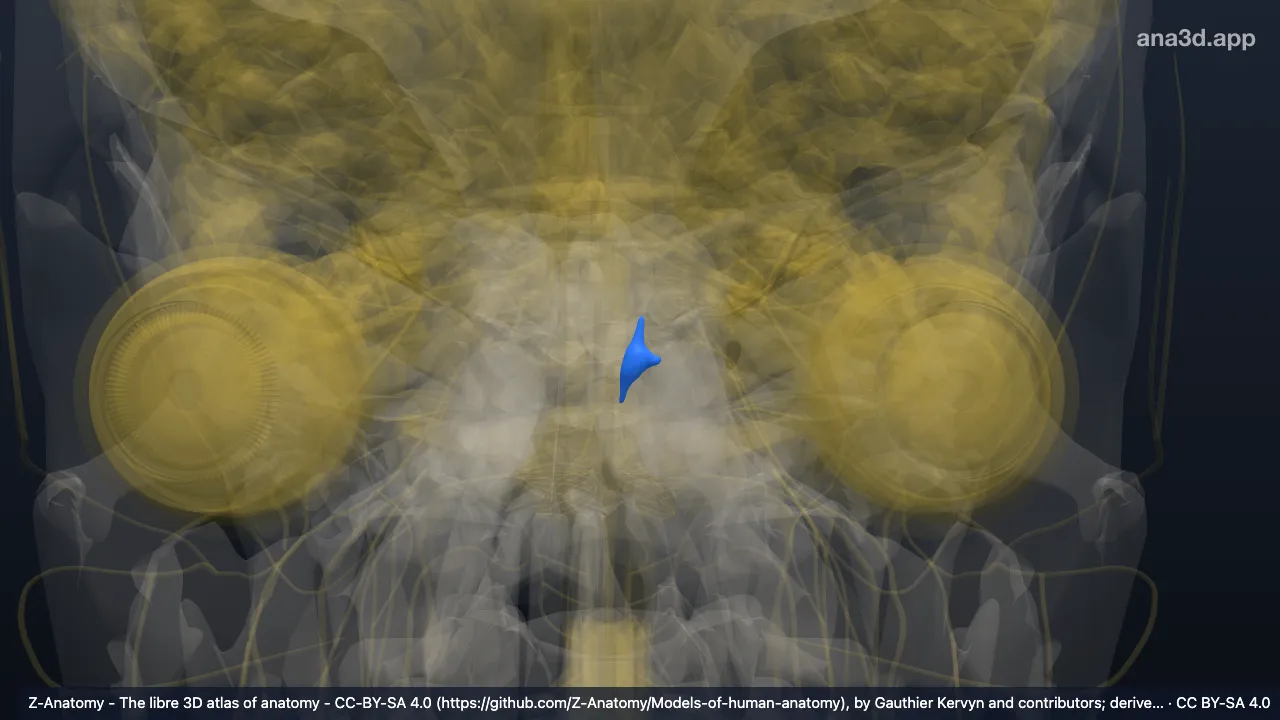 3D model: left vestibular nuclei