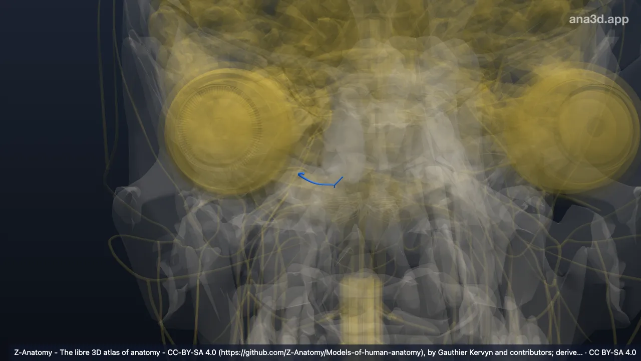 3D model: right vestibulocochlear nerve (VIII)