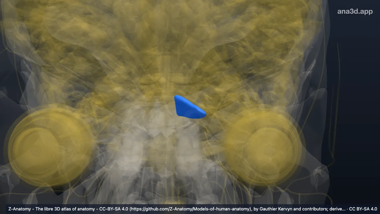 Model 3D: Ala lobulus sentralis kiri