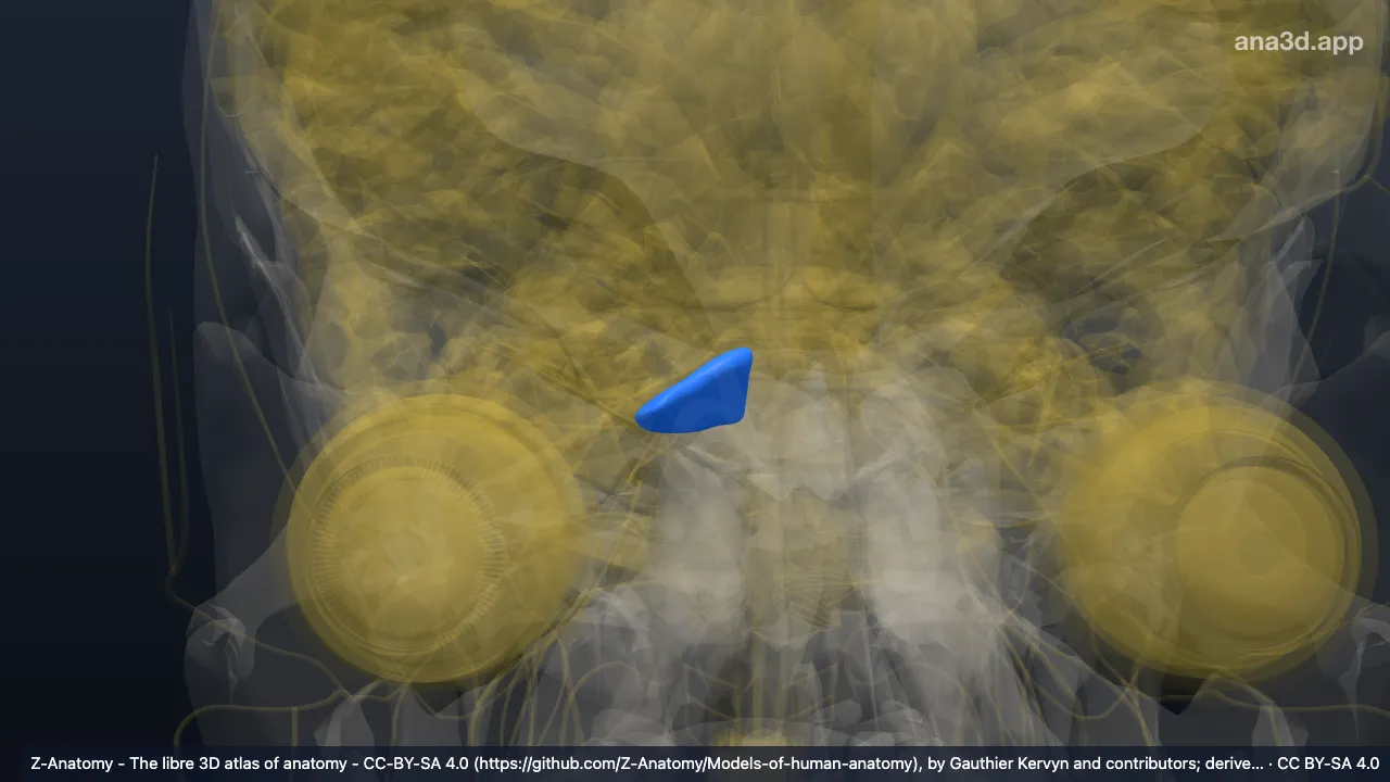 Modèle 3D : Aile du lobule central droite